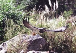 El águila levanta vuelo para disputarle el cielo a los parapentes.