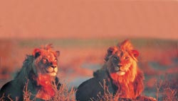La parte del león. Aunque las leonas son las que cazan las presas las favoritas son la cebra y el antílope, el primer bocado es