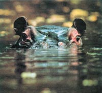 ¡Ahí está el hipopótamo!, dijo el guía. Sólo un par de ojos y orejitas emergían del agua.