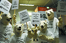 /fotos/20091215/notas/osos.jpg