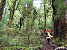 La exuberante selva valdiviana en todo su esplendor. La exuberante selva valdiviana en todo su esplendor.