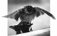 na32fo01.jpg (6192 bytes)