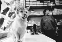 na32fo01.jpg (9617 bytes)