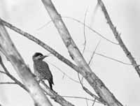 na17fo01.jpg (8470 bytes)