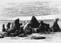 na32fo01.jpg (9329 bytes)