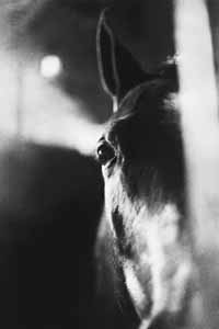 na36fo01.jpg (6892 bytes)