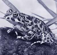 na28fo02.jpg (15993 bytes)