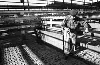 na12fo01.jpg (13138 bytes)