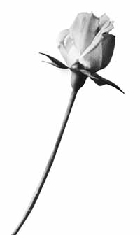 Na32fo01.jpg (6310 bytes)