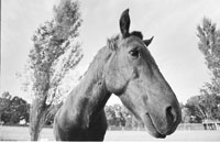 na18fo01.jpg (12054 bytes)