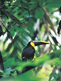 Tucanes y aves multicolores en la verde fronda de Costa Rica.