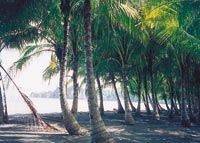 Un enjambre de cocoteros y un mar para sumergirse y nadar entre la fauna submarina.