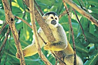 Chillidos y moner&iacute;as de la selva.