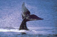 La gigantesca cola de una ballena bate el aire en la elegante zambullida.