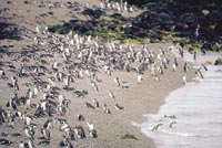 Punta Tombo: El Ed&eacute;n de los ping&uuml;inos.