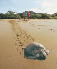Una gran tortuga marina se aleja r&aacute;pidamente de los curiosos.