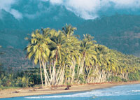 Verdes monta&ntilde;as y exuberantes cocoteros sobre la costa caribe&ntilde;a.