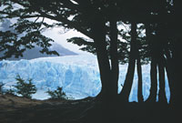 Entre ñires y lengas, una vista espectacular del glaciar.
