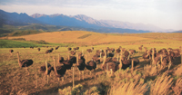 Sud&aacute;frica es justamente famosa por sus reservas naturales y sus safaris fotogr&aacute;ficos. A estos tesoros silvestres se suman hitos hist&oacute;ricos y de aruqitectura.