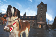 El barrilito, un San Bernardo y el inconfundible Centro Cívico.