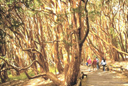 El Bosque de Arrayanes. Un lugar único de color azafrán.