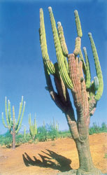 Los grandes cactus que pueblan la península de Baja California.