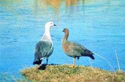 Parejas de cauquenes a orillas del lago Argentino.