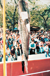 El mayor ejemplar de edición 2000: un surubí de más de 16 kilos.