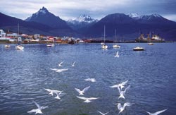 Bandadas de gaviotas revolotean sobre las aguas de la bahía de Ushuaia.