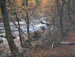 El bosque increíblemente verde del Parque Nacional de Tierra del Fuego.