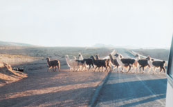 Llamas de la puna juje&ntilde;a cruzan el camino que atraviesa su territorio.