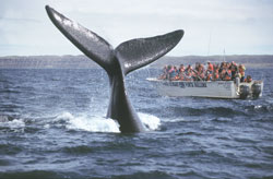 Las ballenas levantan su magnífica cola frente a las embarcaciones cargadas de emocionados turistas