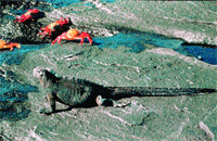 Una iguana, especie t&iacute;pica de las islas, toma sol junto a un colorido grupo de cangrejos.