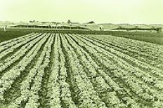 /fotos/cash/20041121/notas_c/agro.jpg