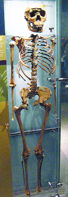 /fotos/futuro/20100821/notas_f/esqueleto.jpg