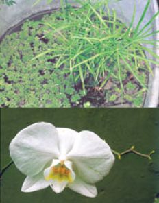 /fotos/las12/20020125/notas_12/plantas.jpg