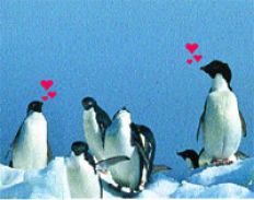 /fotos/radar/20050227/notas_r/pinguinos.jpg