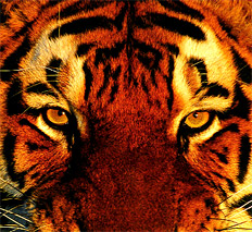 /fotos/radar/20081123/notas_r/tigre.jpg