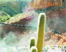 /fotos/turismo/20030608/notas_t/cactus.jpg