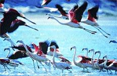 /fotos/turismo/20040815/notas_t/flamencos.jpg
