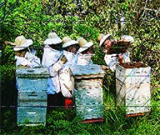 /fotos/turismo/20041003/notas_t/apicultores.jpg