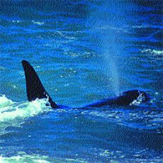 /fotos/turismo/20050515/notas_t/ballena.jpg