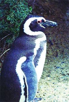 /fotos/turismo/20050904/notas_t/pingu.jpg
