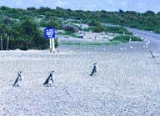 /fotos/turismo/20050904/subnotas_t/pingu2.jpg