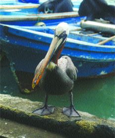 /fotos/turismo/20060108/subnotas_t/pelicano.jpg