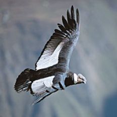 /fotos/turismo/20060115/notas_t/condor.jpg