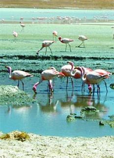 /fotos/turismo/20070211/notas_t/flamencos.jpg