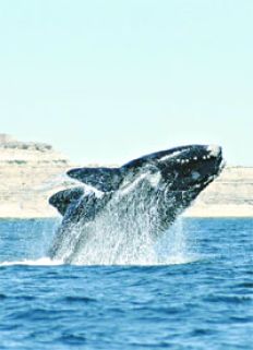 /fotos/turismo/20070513/notas_t/ballena.jpg