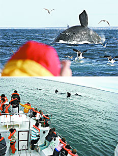/fotos/turismo/20081005/notas_t/ballenas.jpg