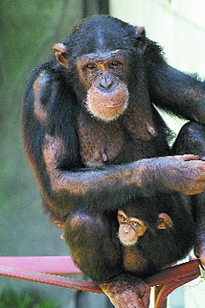 /fotos/turismo/20090322/notas_t/chimpance.jpg